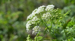 There’s A Deadly Plant Growing In New Hampshire Fields That Looks Like A Harmless Weed