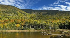 The Easy Trail That Might As Well Be The Wetlands Capital Of New Hampshire