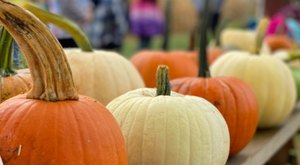 The Largest Pumpkin Patch In Virginia Is A Must-Visit Day Trip This Fall