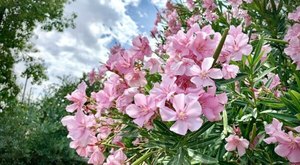 There’s A Deadly Plant Growing In Louisiana Yards That Looks Like A Harmless Flower