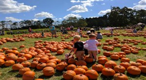 Here Are The 4 Absolute Best Pumpkin Patches In Louisiana To Enjoy In 2023