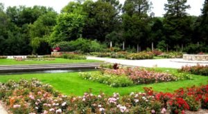 There’s A Beautiful Rose Garden Hiding In Milwaukee And It’s So Worth A Visit