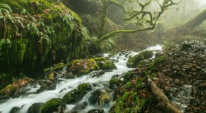 The Hike Near Portland That Takes You To Not One, But TWO Insanely Beautiful Waterfalls