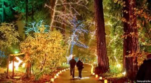 6 Christmas Light Displays In And Near Portland That Are Pure Magic