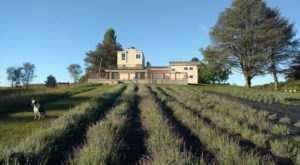 The Beautiful Lavender Farm Near Baltimore That You Need To Visit