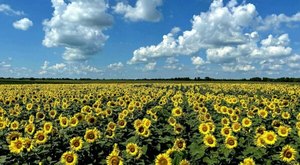 Visiting Illinois’ Sunflower Festival In Hebron Is A Great Summer Activity