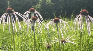 The Easy Trail That Might As Well Be The Wildflower Capital Of Missouri