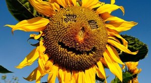 You Can Pick Your Own Bouquet Of Sunflowers At This Incredible Farm Hiding In Iowa