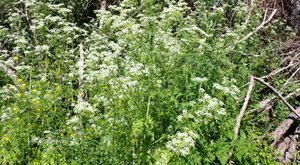 There’s A Deadly Plant Growing In Rhode Island Yards That Looks Like A Harmless Weed