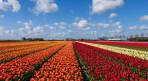 This Farm Near Austin Is Blooming With Over One Million Tulips And You Need To Visit