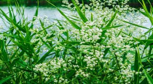 There’s A Deadly Plant Growing In Mississippi That Looks Like A Harmless Weed