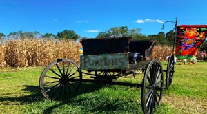 The Largest Pumpkin Patch In Louisiana Is A Must-Visit Day Trip This Fall