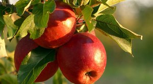 The National Apple Harvest Festival In Pennsylvania Is One Of Fall’s Best Events