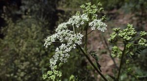There’s A Deadly Plant Growing In Wisconsin Yards That Looks Like A Harmless Weed