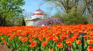 This Enchanting Tulip Festival In Cincinnati Is All You Need For Spring