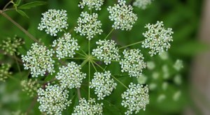 There’s A Deadly Plant Growing In Tennessee Yards That Looks Like A Harmless Weed