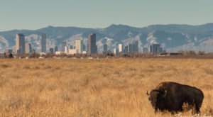 The Massive Wildlife Refuge Just Outside Of Denver That’s So Worth A Visit