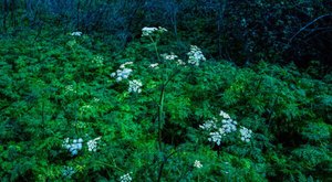 There’s A Deadly Plant Growing In Iowa Yards That Looks Like A Harmless Weed