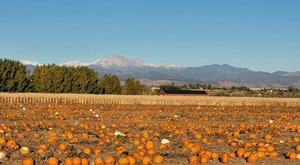 The Largest Pumpkin Patch In Colorado Is A Must-Visit Day Trip This Fall