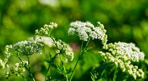 There’s A Deadly Plant Growing In Maine Yards That Looks Like A Harmless Weed