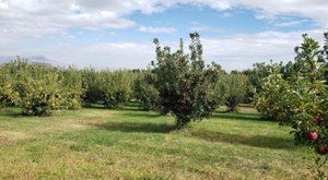 Pick Your Own Produce This Summer At Williams Fruit Ranch In Idaho