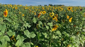 You Can Pick Your Own Bouquet Of Sunflowers At This Incredible Farm Hiding In Idaho