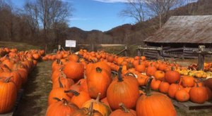 Here Are The 10 Absolute Best Pumpkin Patches In North Carolina To Enjoy In 2023
