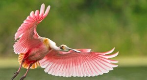 This Bird Has Been Spotted In Wisconsin For The First Time In More Than 175 Years