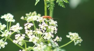 There’s A Deadly Plant Growing In South Carolina That Looks Like A Harmless Weed