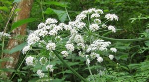 There’s A Deadly Plant Growing In Idaho That Looks Like A Harmless Weed