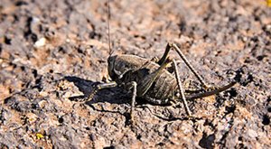 Mormon Crickets Are Back And They Are Coming In Massive Swarms