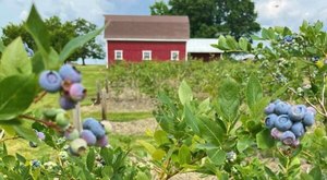 Pick Your Own Berries This Summer At Sta-N-Step Blueberry Farm In Arkansas