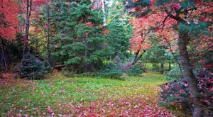 The Fall Foliage On Arizona’s Dane Ridge Doesn’t Stick Around Long, So Make Plans To See It While You Can