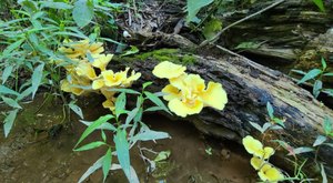 The Easy Trail That Might As Well Be The Wildflower Capital Of Pennsylvania