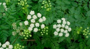 There’s A Deadly Plant Growing In Ohio Yards That Looks Like A Harmless Weed