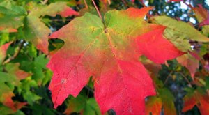 Here Are The Best Times And Places To View Kentucky’s Fall Foliage In 2023