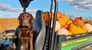 Here Are The 6 Absolute Best Pumpkin Patches In Indiana To Enjoy In 2023