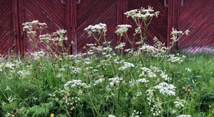 There’s A Deadly Plant Growing In Kentucky Yards That Looks Like A Harmless Weed