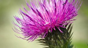 There’s A Poisonous Plant Growing In South Dakota Yards That Looks Like A Harmless Weed