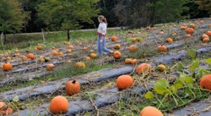 Here Are The 6 Absolute Best Pumpkin Patches In Vermont To Enjoy In 2023