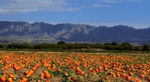 Here Are The 6 Absolute Best Pumpkin Patches In New Mexico To Enjoy In 2023