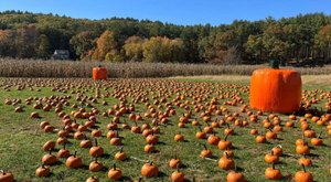 Here Are The Seven Absolute Best Pumpkin Patches In Massachusetts To Enjoy In 2023