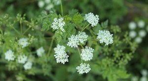 There’s A Deadly Plant Growing In Utah That Looks Like A Harmless Weed