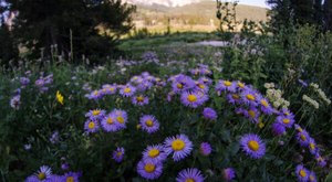 Few People Know About This Wyoming Wildflower Trail