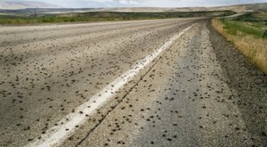 Mormon Crickets Are Back In Wyoming And They Are Coming In Massive Swarms