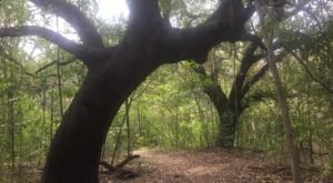 8 Totally Kid-Friendly Hikes In Austin That Are 1 Mile And Under