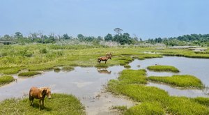 Watch Wild Horses Roam Free As You Explore Assateague Island National Seashore In Maryland