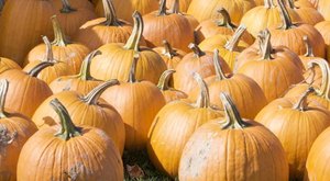One Of The Largest Pumpkin Patches In Georgia Is A Must-Visit Day Trip This Fall