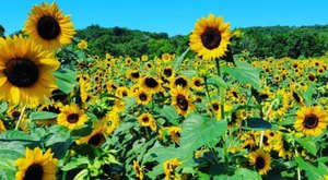 Stroll Through A Field Of Sunflowers At This Summer Festival In Connecticut