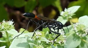 These 10 Bugs Found In Hawaii Will Send Shivers Down Your Spine